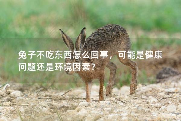 兔子不吃东西怎么回事，可能是健康问题还是环境因素？