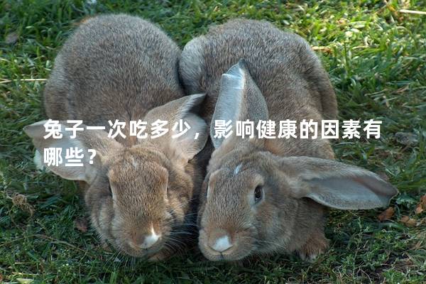 兔子一次吃多少，影响健康的因素有哪些？