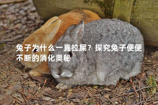 兔子为什么一直拉屎？探究兔子便便不断的消化奥秘