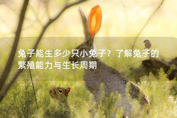 兔子能生多少只小兔子？了解兔子的繁殖能力与生长周期