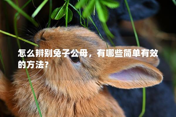 怎么辨别兔子公母，有哪些简单有效的方法？