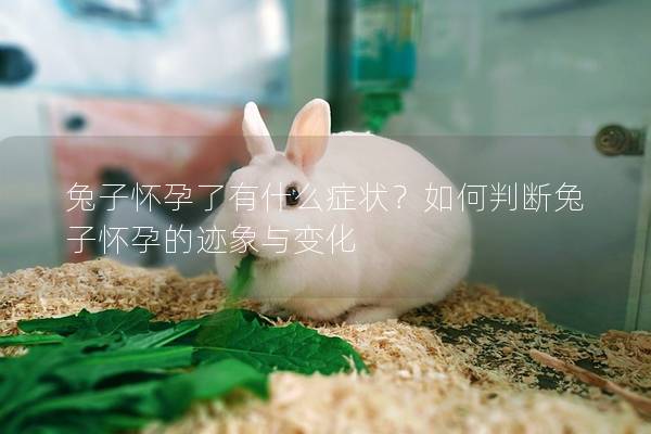 兔子怀孕了有什么症状？如何判断兔子怀孕的迹象与变化