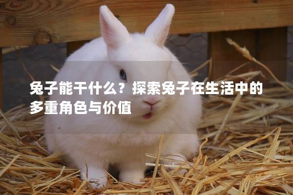 兔子能干什么？探索兔子在生活中的多重角色与价值