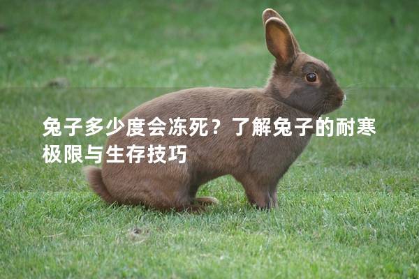 兔子多少度会冻死？了解兔子的耐寒极限与生存技巧