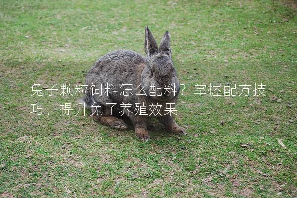 兔子颗粒饲料怎么配料？掌握配方技巧，提升兔子养殖效果