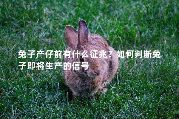 兔子产仔前有什么征兆？如何判断兔子即将生产的信号