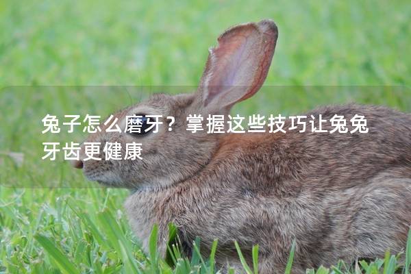 兔子怎么磨牙？掌握这些技巧让兔兔牙齿更健康