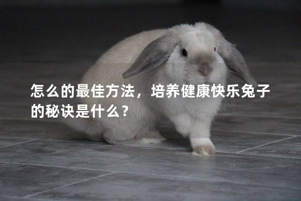 怎么的最佳方法，培养健康快乐兔子的秘诀是什么？