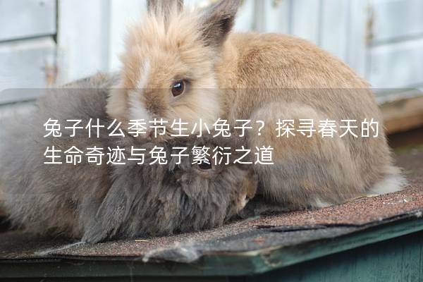 兔子什么季节生小兔子？探寻春天的生命奇迹与兔子繁衍之道