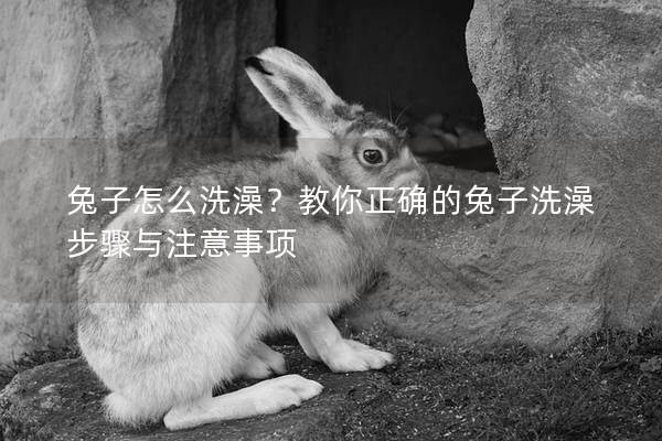 兔子怎么洗澡？教你正确的兔子洗澡步骤与注意事项