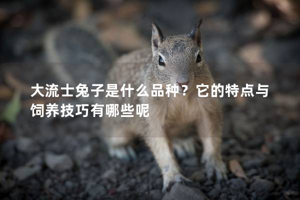 大流士兔子是什么品种？它的特点与饲养技巧有哪些呢