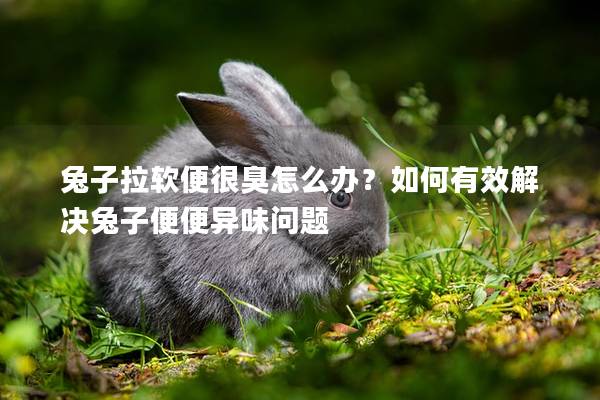 兔子拉软便很臭怎么办？如何有效解决兔子便便异味问题