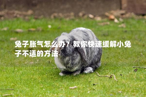 兔子胀气怎么办？教你快速缓解小兔子不适的方法