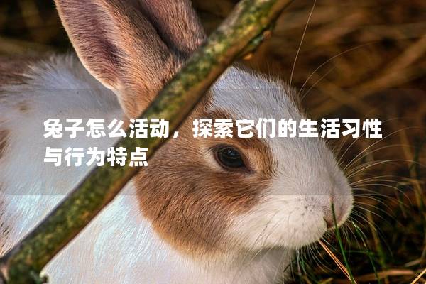 兔子怎么活动，探索它们的生活习性与行为特点