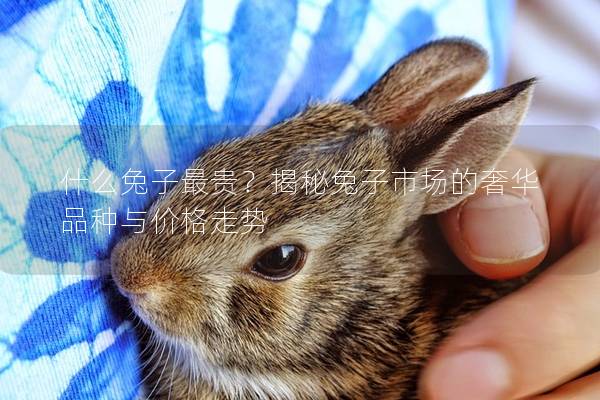 什么兔子最贵？揭秘兔子市场的奢华品种与价格走势
