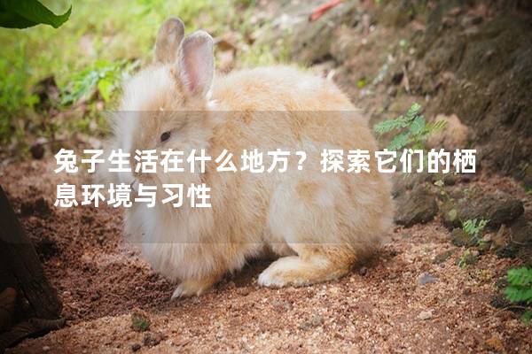 兔子生活在什么地方？探索它们的栖息环境与习性