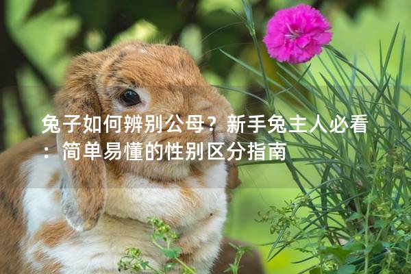 兔子如何辨别公母？新手兔主人必看：简单易懂的性别区分指南