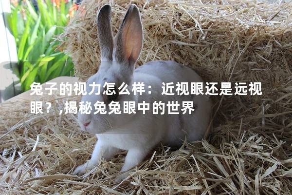 兔子的视力怎么样：近视眼还是远视眼？,揭秘兔兔眼中的世界
