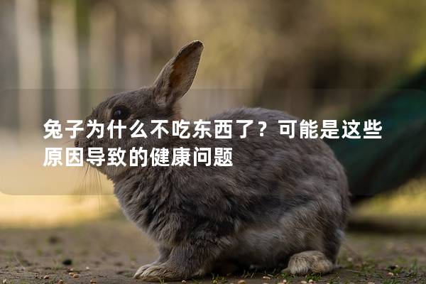 兔子为什么不吃东西了？可能是这些原因导致的健康问题
