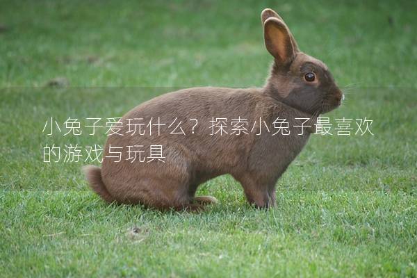 小兔子爱玩什么？探索小兔子最喜欢的游戏与玩具