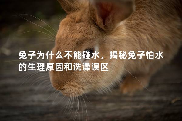 兔子为什么不能碰水，揭秘兔子怕水的生理原因和洗澡误区