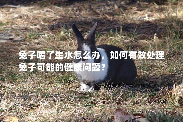 兔子喝了生水怎么办，如何有效处理兔子可能的健康问题？