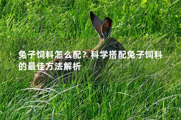 兔子饲料怎么配？科学搭配兔子饲料的最佳方法解析