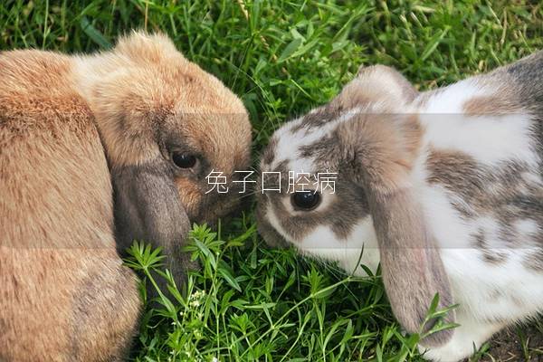 兔子口腔病
