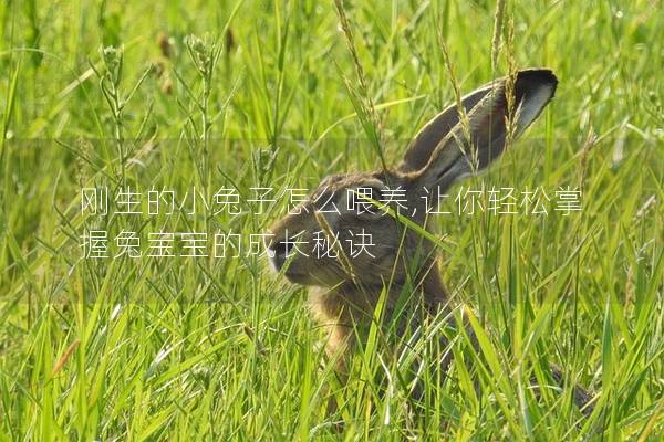 刚生的小兔子怎么喂养,让你轻松掌握兔宝宝的成长秘诀