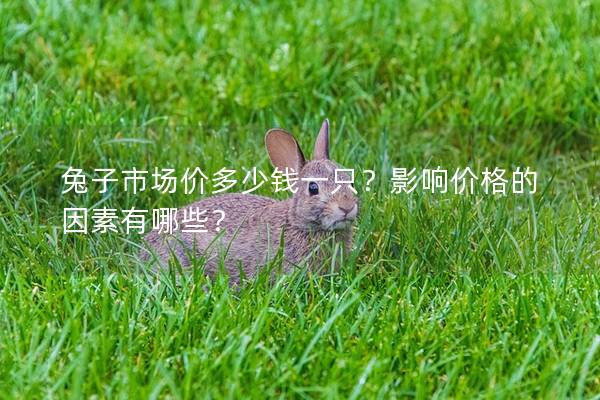 兔子市场价多少钱一只？影响价格的因素有哪些？