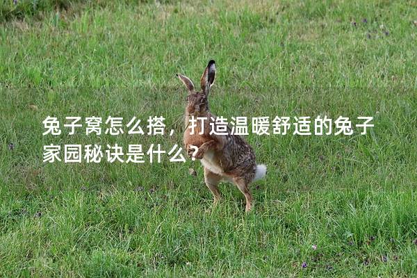兔子窝怎么搭，打造温暖舒适的兔子家园秘诀是什么？