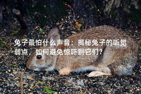 兔子最怕什么声音：揭秘兔子的听觉弱点，如何避免惊吓到它们？