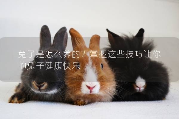 兔子是怎么养的？掌握这些技巧让你的兔子健康快乐