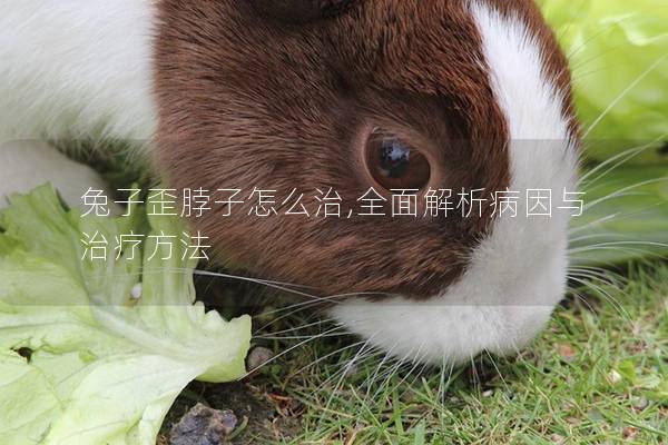 兔子歪脖子怎么治,全面解析病因与治疗方法