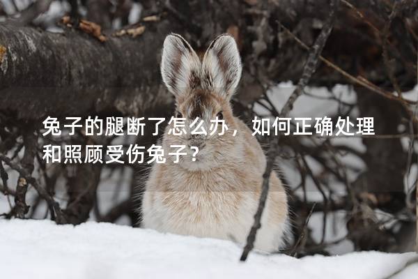兔子的腿断了怎么办，如何正确处理和照顾受伤兔子？