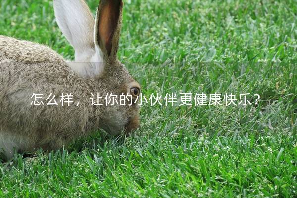 怎么样，让你的小伙伴更健康快乐？