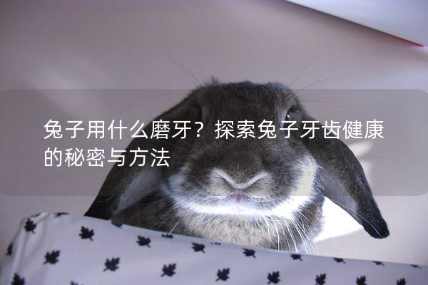 兔子用什么磨牙？探索兔子牙齿健康的秘密与方法