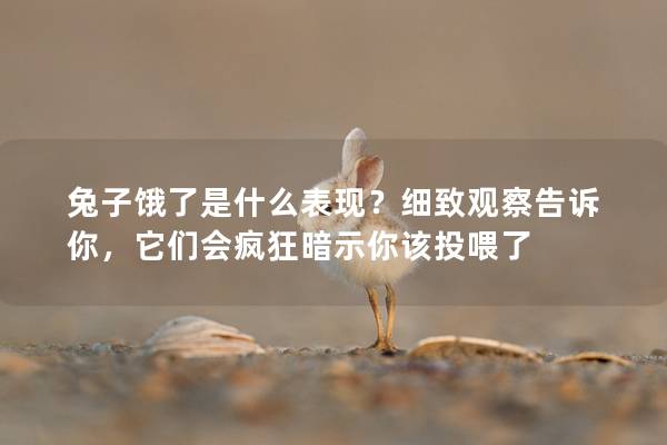 兔子饿了是什么表现？细致观察告诉你，它们会疯狂暗示你该投喂了