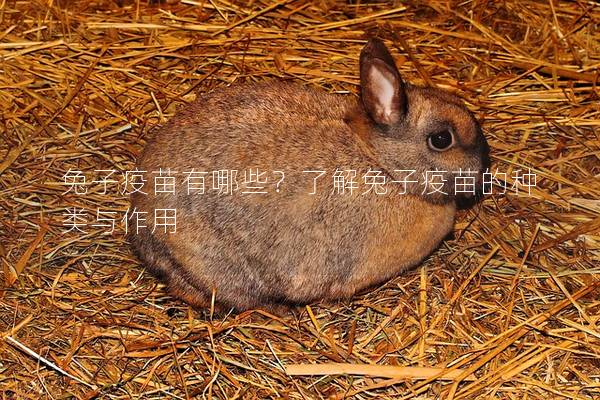 兔子疫苗有哪些？了解兔子疫苗的种类与作用