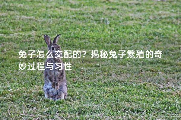 兔子怎么交配的？揭秘兔子繁殖的奇妙过程与习性