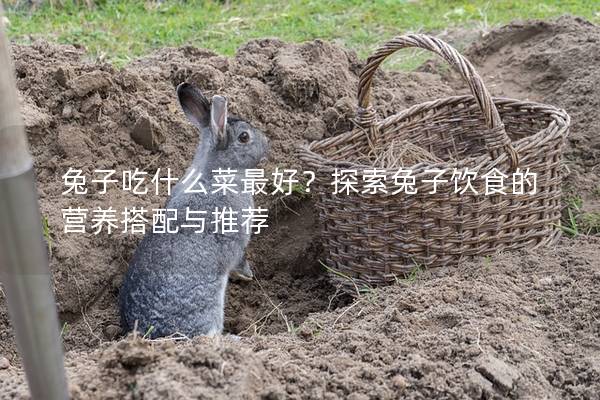 兔子吃什么菜最好？探索兔子饮食的营养搭配与推荐
