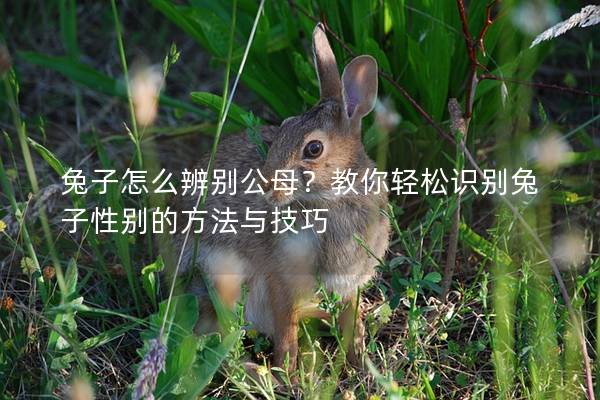兔子怎么辨别公母？教你轻松识别兔子性别的方法与技巧