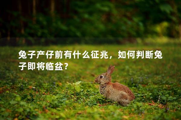 兔子产仔前有什么征兆，如何判断兔子即将临盆？