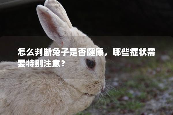 怎么判断兔子是否健康，哪些症状需要特别注意？