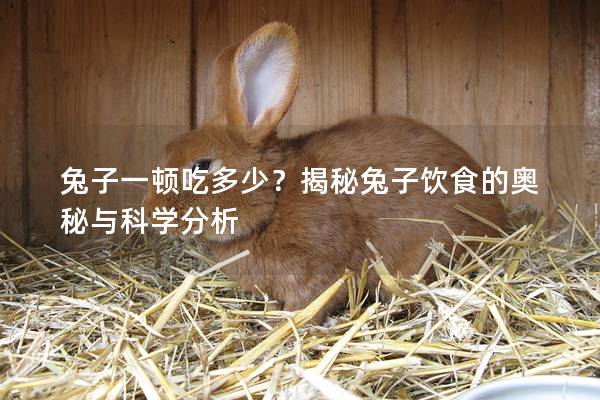 兔子一顿吃多少？揭秘兔子饮食的奥秘与科学分析