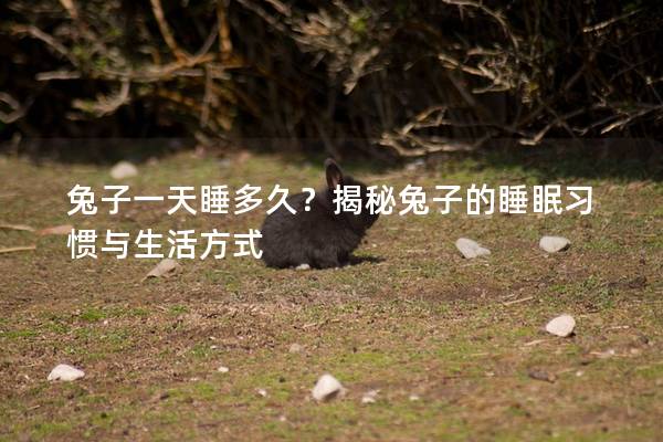 兔子一天睡多久？揭秘兔子的睡眠习惯与生活方式