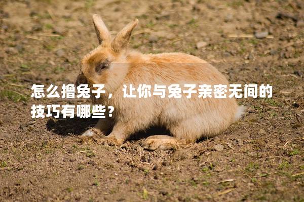 怎么撸兔子，让你与兔子亲密无间的技巧有哪些？