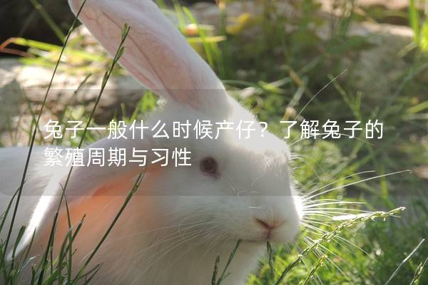 兔子一般什么时候产仔？了解兔子的繁殖周期与习性