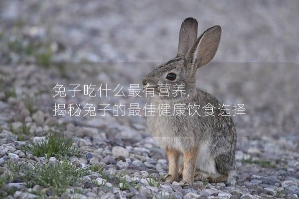 兔子吃什么最有营养, 揭秘兔子的最佳健康饮食选择
