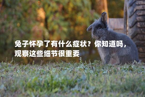 兔子怀孕了有什么症状？你知道吗，观察这些细节很重要